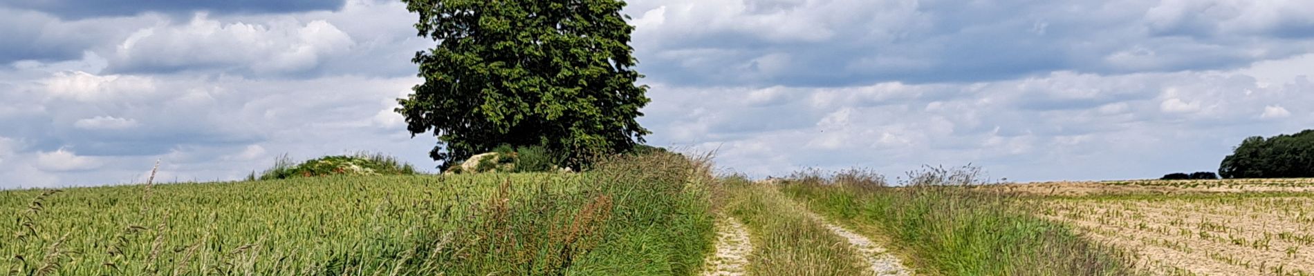 Trail Walking Havelange - Méan-Maffe - Photo