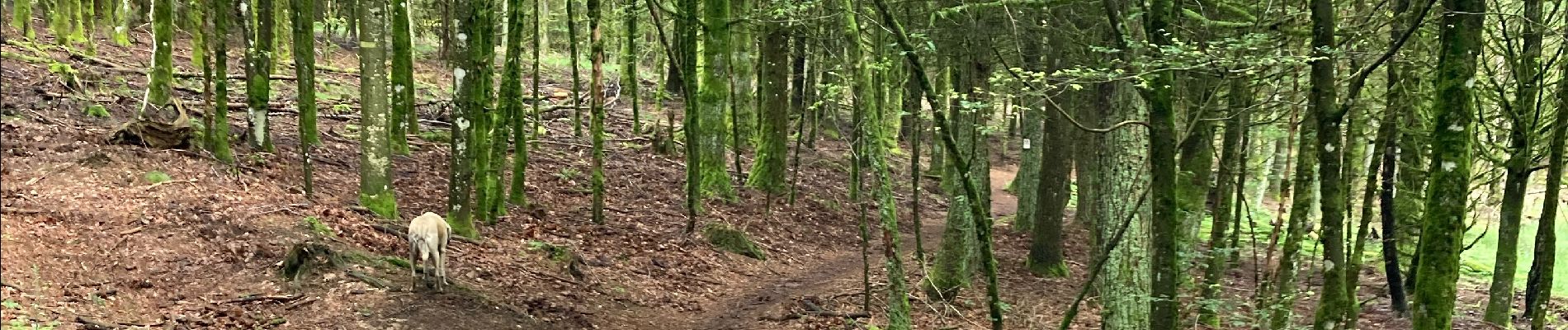 Tocht Paardrijden Belmont - Acpl 2ème jour Belmont Bellefosse  - Photo