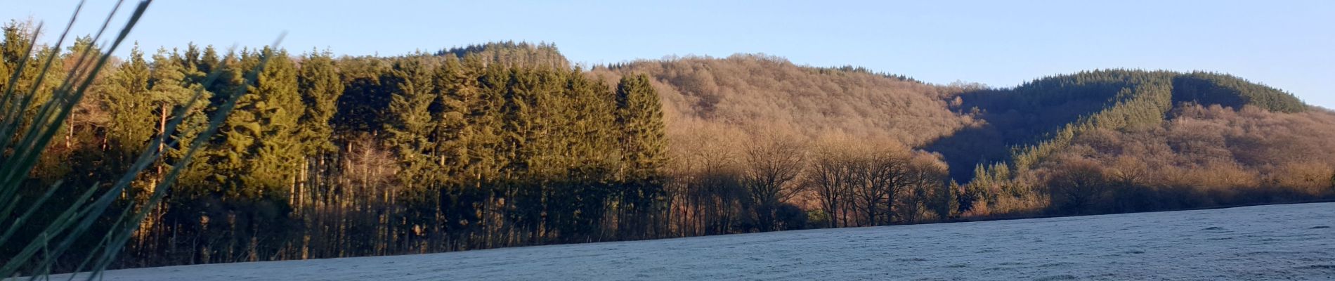 Tour Wandern Wellin - Randonnée Wellin, forêt St.Hubert  - Photo