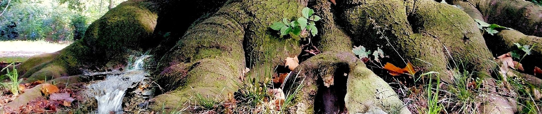 Tour Zu Fuß Leichlingen - Leichlingen Stadtpark Rundweg A1 - Photo