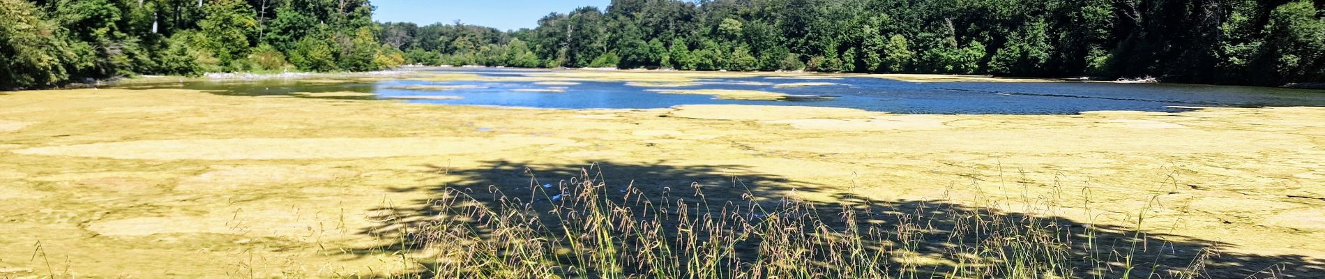 Randonnée Marche Coye-la-Forêt - Boucle autour des étangs de Commelles - Photo