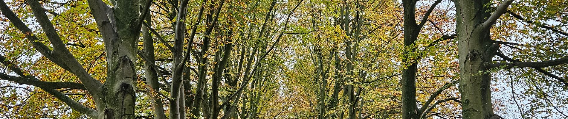 Randonnée Marche Eijsden-Margraten - Gulpen - Hubertusmarkt - Photo