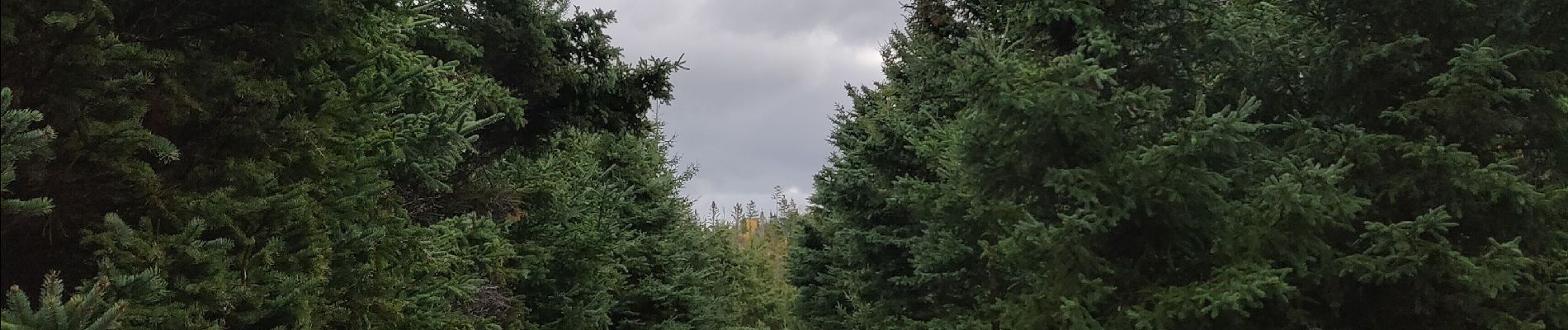 Tocht Stappen Rimouski - Randonnée du parc du Bic  - Photo