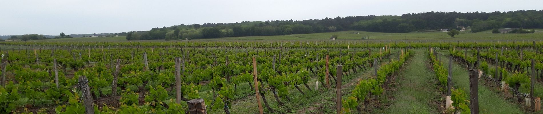 Tocht Stappen Bourgueil - Bourgueil  - Photo