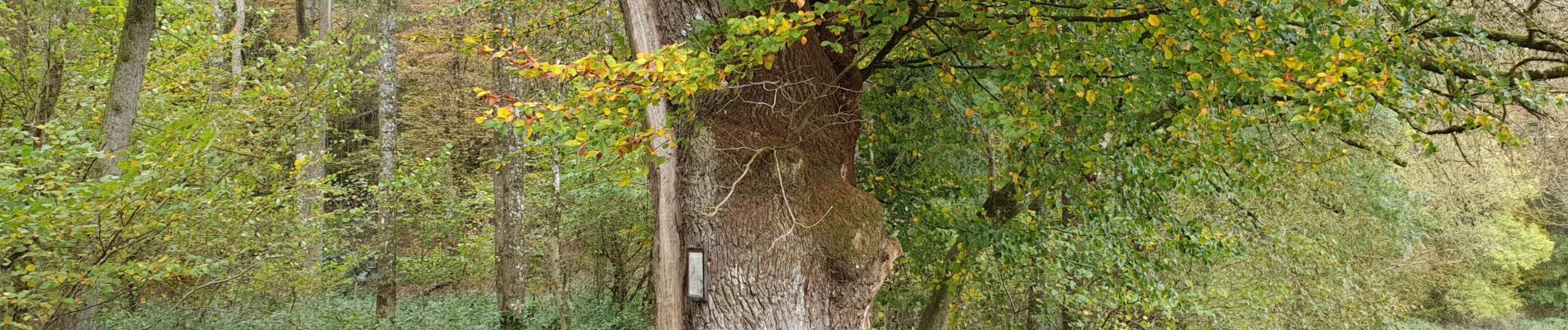 Tour Wandern Havelange - La balade du Chêne au Gibet - Photo