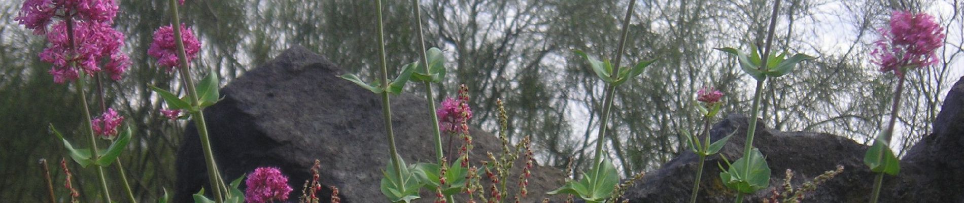 Percorso A piedi Trecastagni - Trecastagni - Rete Sentieristica Parco Etna - Photo