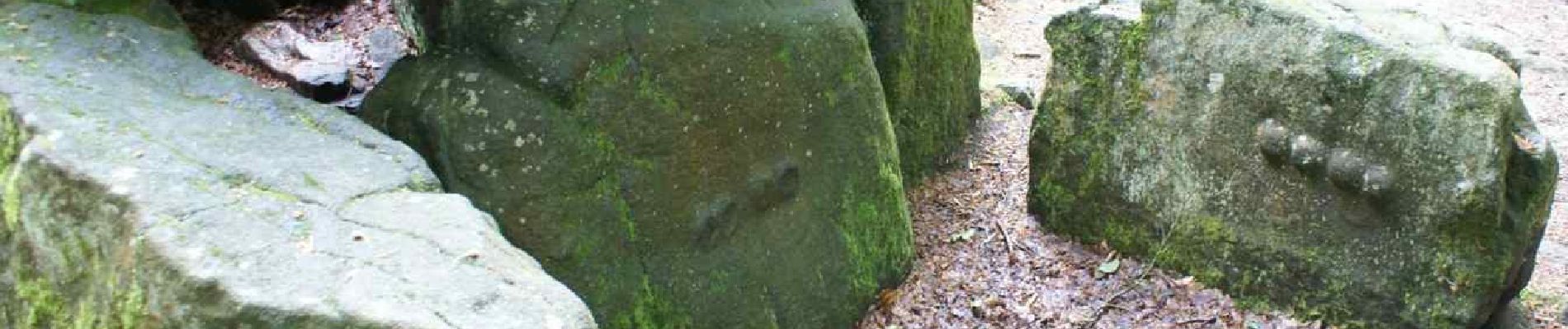 Randonnée A pied Le Tronchet - La Forêt du Mesnil - Photo