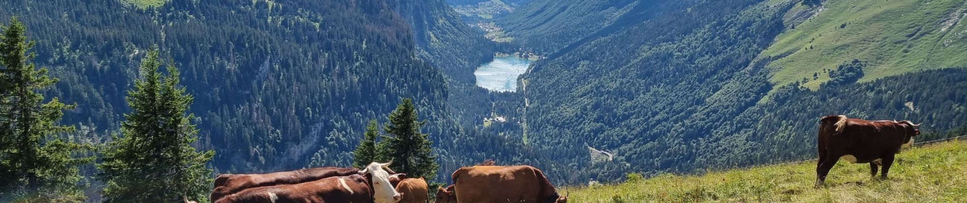 Excursión Senderismo Abondance - Col de Bassachaux le lac vert 7 juillet 2022 - Photo