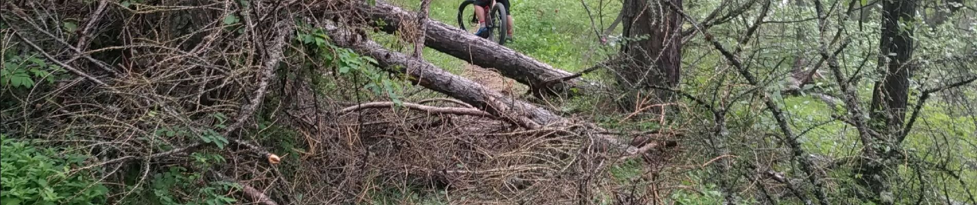 Trail Mountain bike Risoul - coupe de bois crête de Martina - Photo