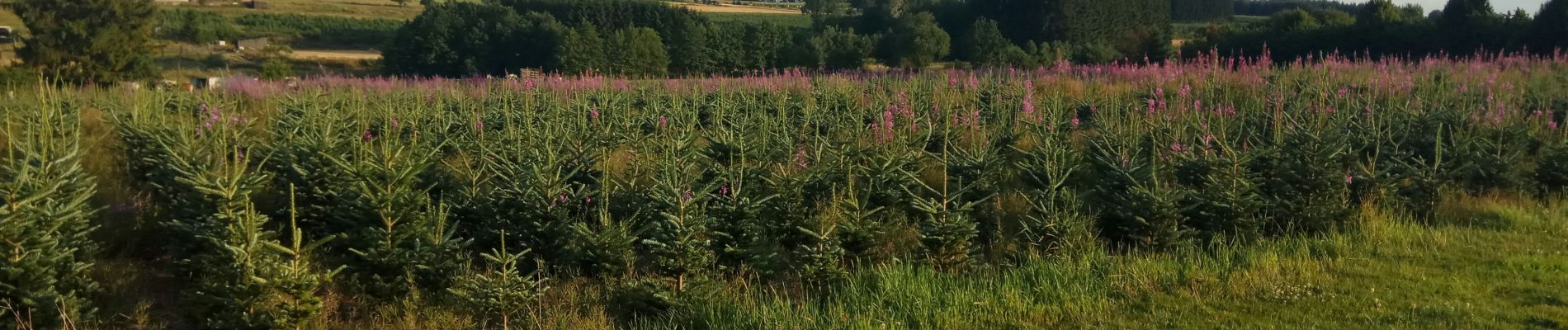 Trail Walking Bertrix - le tour de sart - Photo