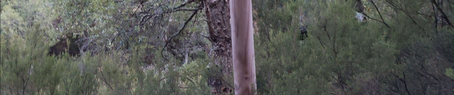 Trail Walking la Jonquera - Le Perthus-cascade-Avion - Photo