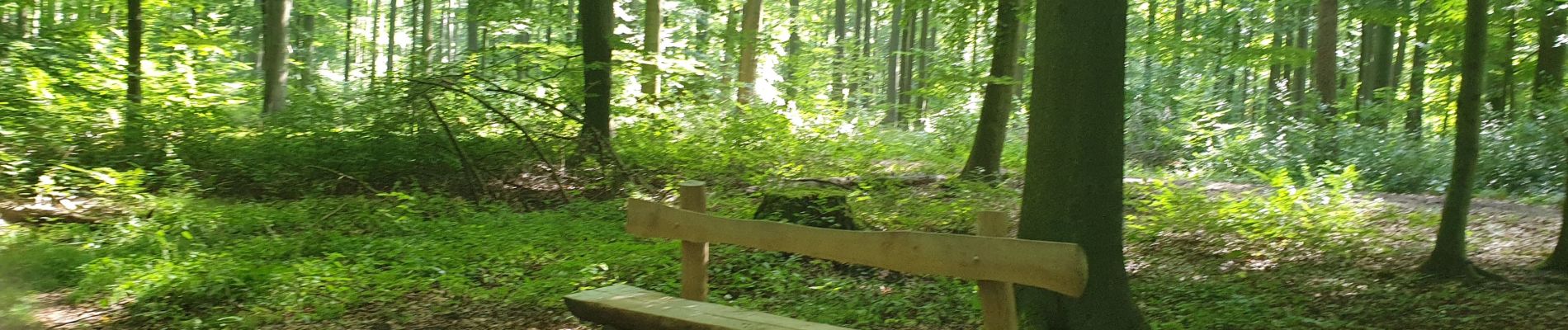 Tocht Stappen Sint-Genesius-Rode - 2020-09-01 - Forêt de Soignes- Rhode Saint Genève  - Photo