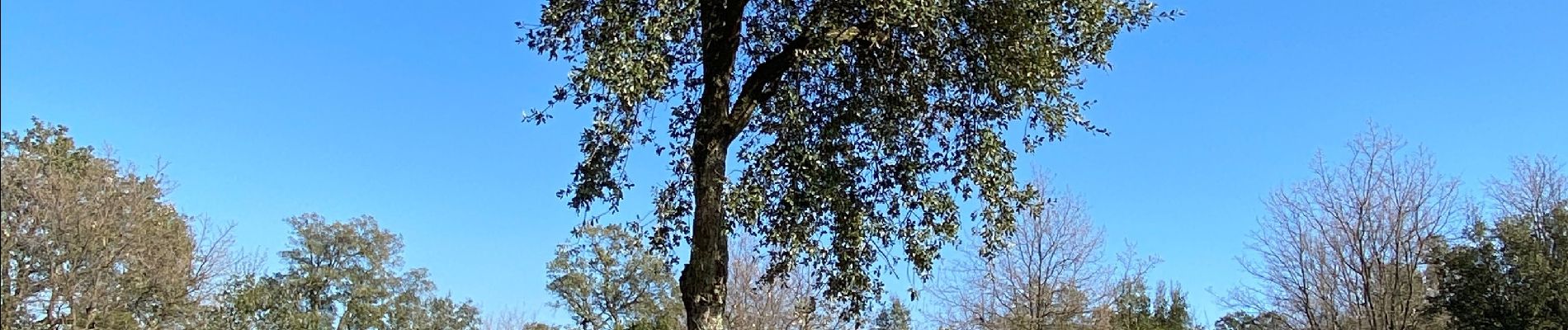 Tour Wandern Les Arcs-sur-Argens - Les arcs les menhirs des terriers  - Photo