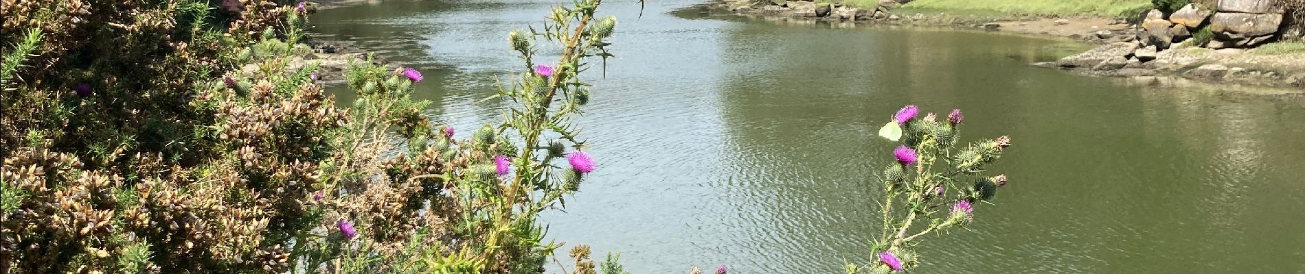 Tour Wandern Névez - Rospico - Port Manec’h - L'Aven - Photo