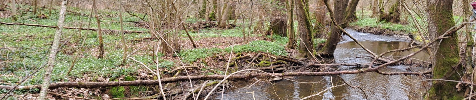 Tour Wandern Ferrières - Marche ADEPS BURNONTIGE (Ferrieres) 10/04/33 - Photo