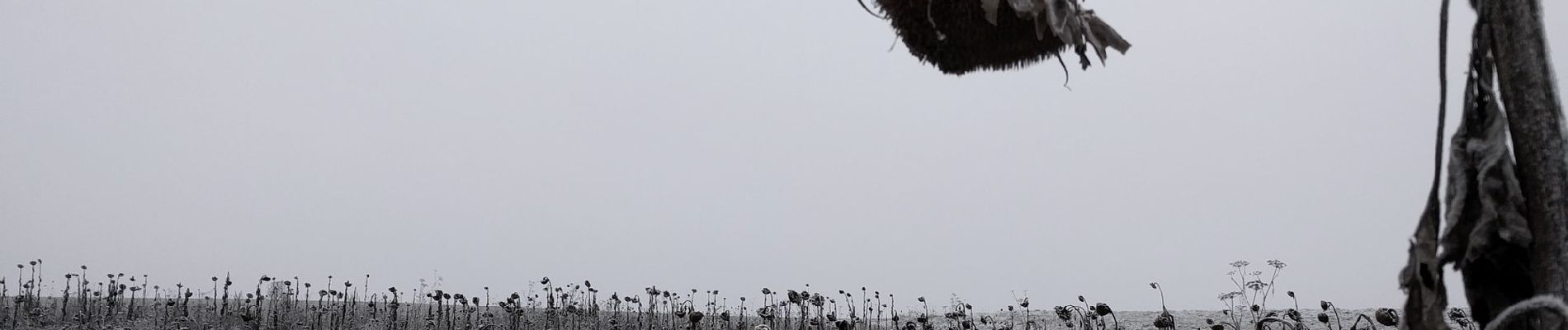 Tocht Te voet Guttenberger Wald - Schwarzes-Derieck / Würzburg - Steinbachtal - Fh. Gutenberg - Uengershausen - Reichenberg - Photo