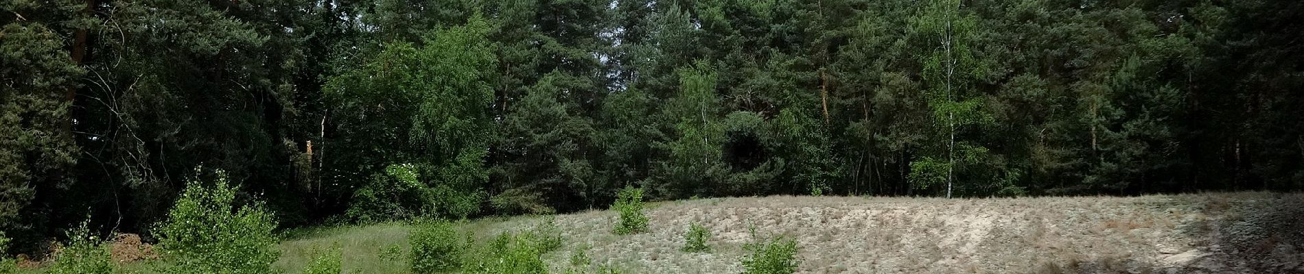 Tour Zu Fuß Beelitz - Rundwanderweg Riebener See - Photo