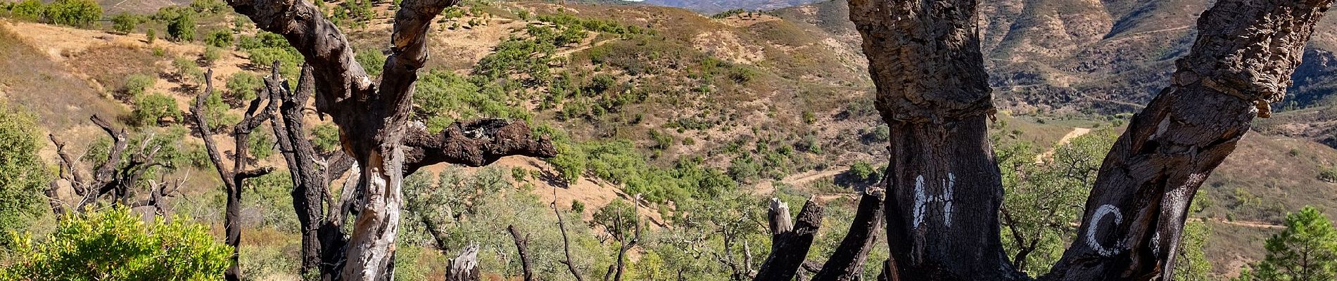 Percorso A piedi São Brás de Alportel - Cerros de Sobro - Photo