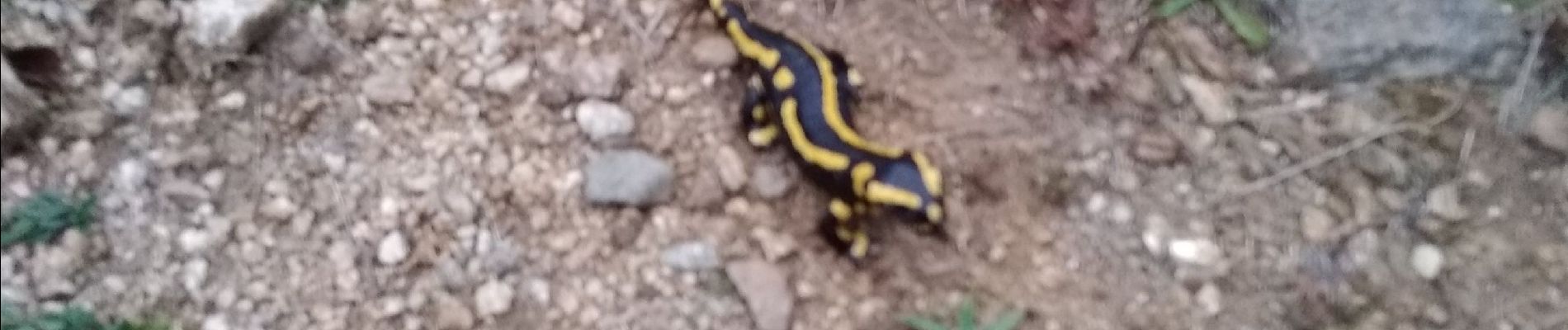 Tocht Andere activiteiten Saint-Vincent-d'Olargues - Col du Poirier - Photo