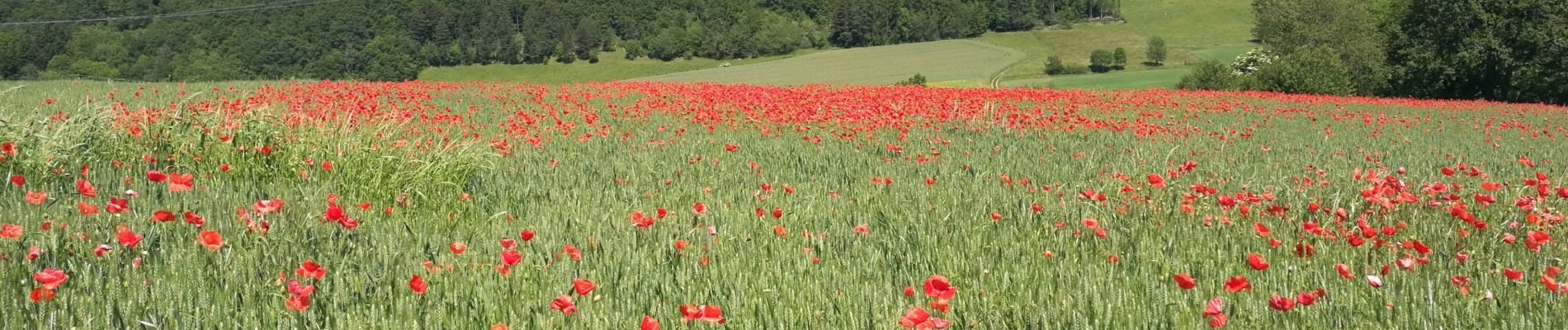 Trail Walking Avignonet - Avignonet La Mairie - St Martin de la Cluze - Photo