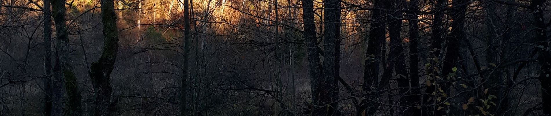 Tour Wandern Tenneville - Laneuville-au-Bois : la Basseille - Photo