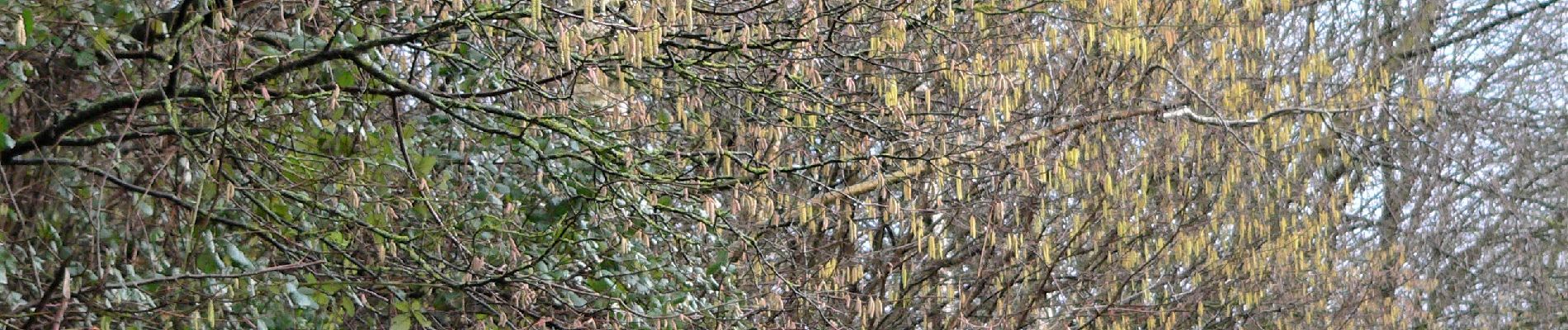 Tocht Stappen Luik - Jupille Bois Sauvage Beyne Fayenbois  - Photo