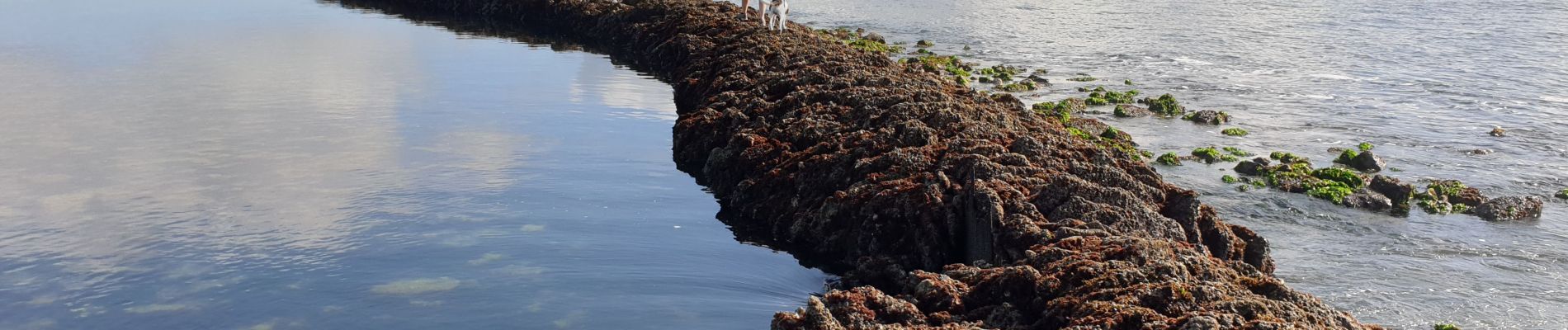 Tour Wandern Saint-Denis-d'Oléron - La Gautrie 26 octobre 2021 - Photo