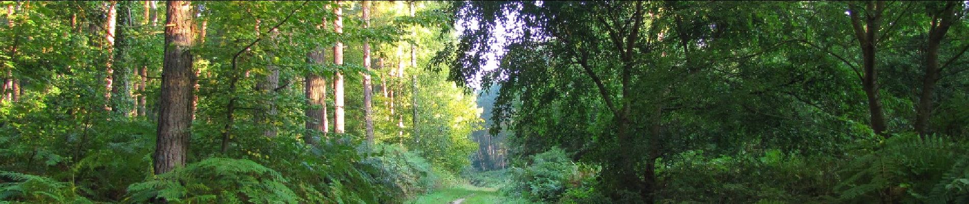 Trail Walking Choisy-au-Bac - en forêt de Laigue_5_09_2019_Mont Moyen_Queue du Bois_Plates Noues - Photo