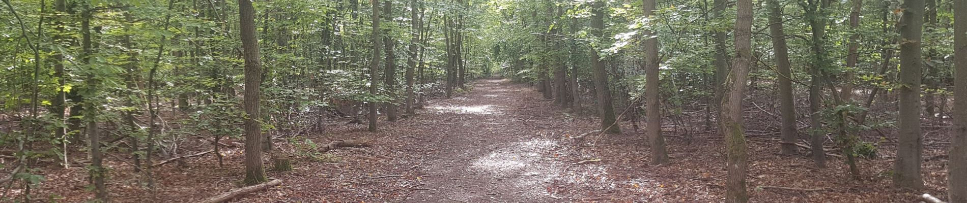 Randonnée Marche nordique Petit-Couronne - course en forêt du rouvray - Photo