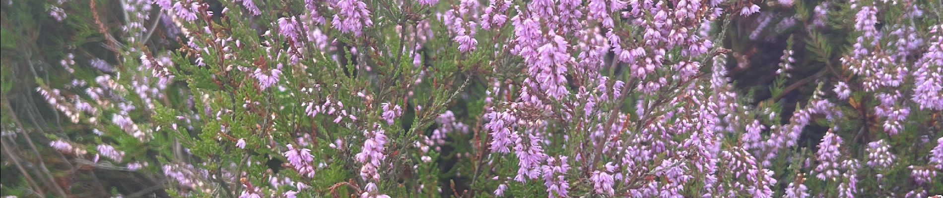 Randonnée Marche Calmpthout - Réserve naturelle de Kalmthout - Photo