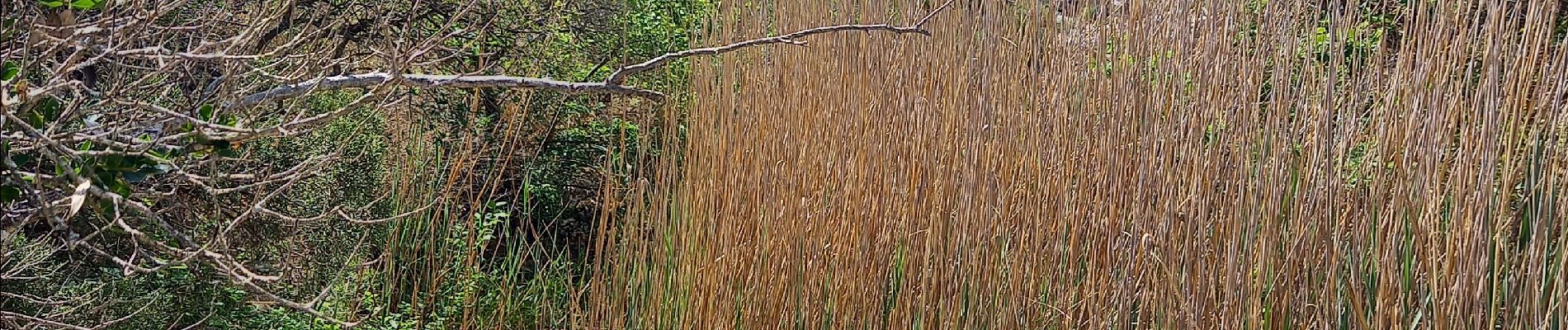 Tour Wandern Poulx - Poulx la Baume par balcon et ruisseau - Photo