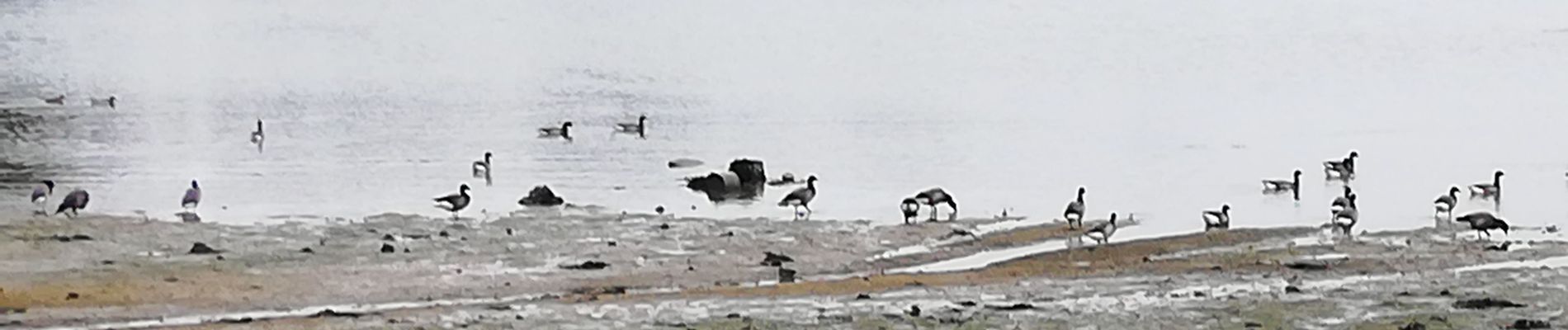 Randonnée Marche Arzon - Arzon/Kerners - Photo