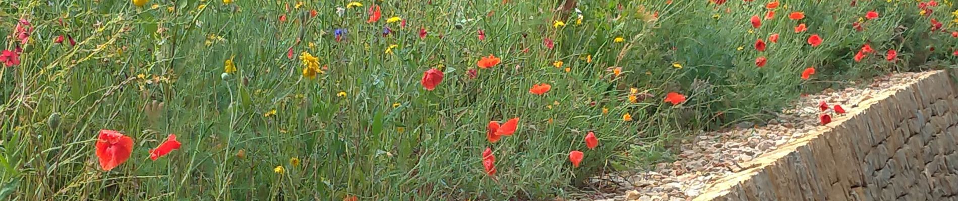 Trail Walking Sanary-sur-Mer - le gros cerveau - Photo