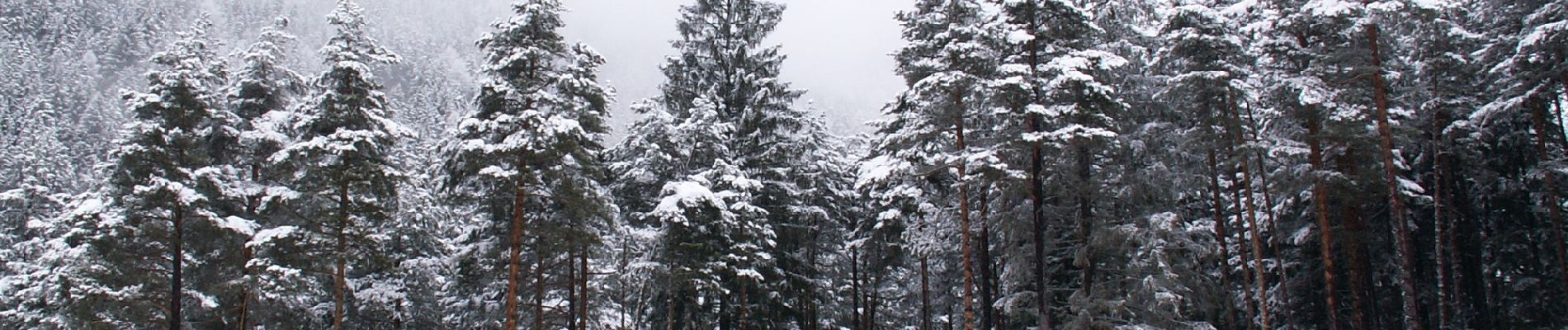 Tocht Te voet Tesero - Troso de Slavin - Photo