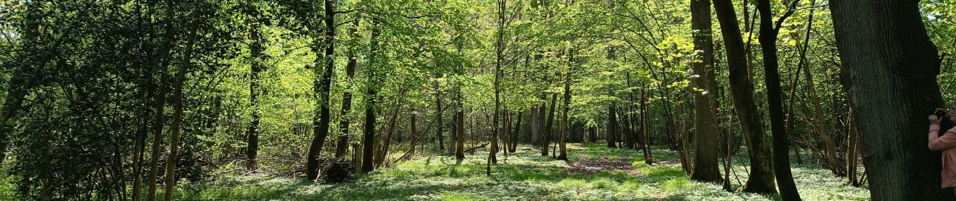 Trail Walking Mettet - Devant les boisBois - Photo