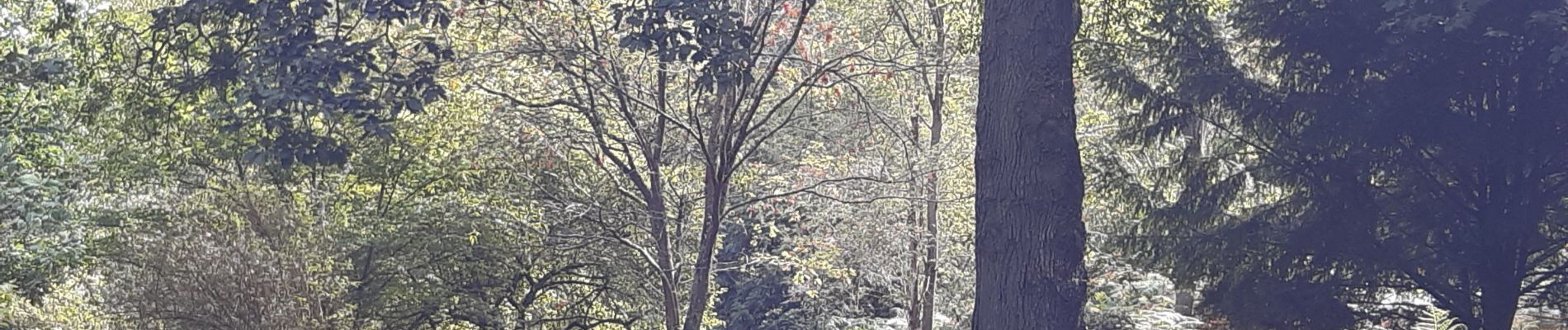 Trail Walking Esneux - arboretum . pisserotte . anc carrière . targnon . villers aux tours . chapelle simon . arboretum - Photo