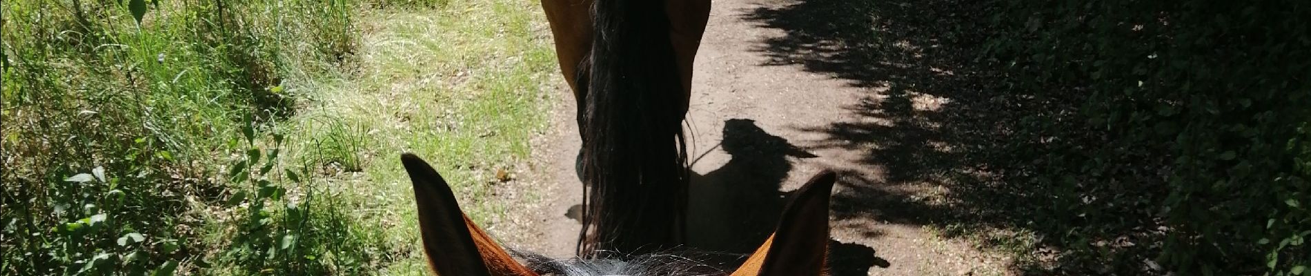 Trail Horseback riding Falck - Falck, forêt de la Houve  - Photo