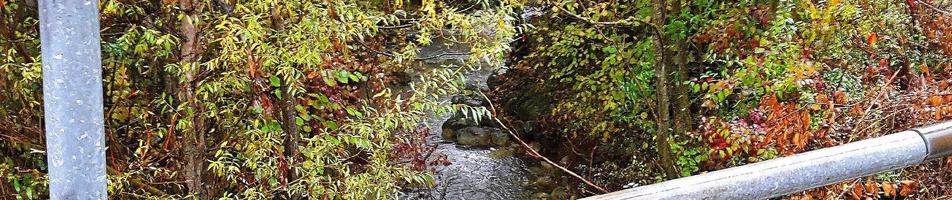 Tour Zu Fuß Birmensdorf (ZH) - Birmensdorf - Aesch - Photo