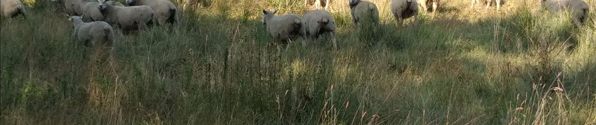 Trail Walking Fondettes - Valle de choisille  - Photo