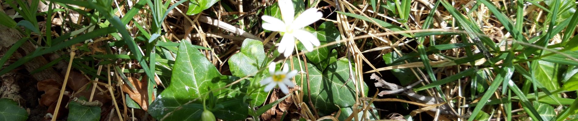 Excursión Senderismo Voeren - fourons fleurs bon - Photo