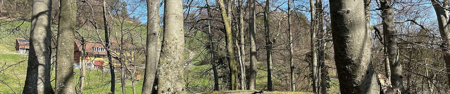 Randonnée A pied Pfungen - Pfungen - Heerenbänkli Irchelturm - Photo