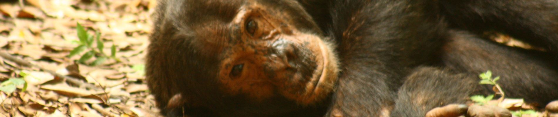 Tocht Stappen Mpira - Mahale -Chimpanzé j1 - Photo