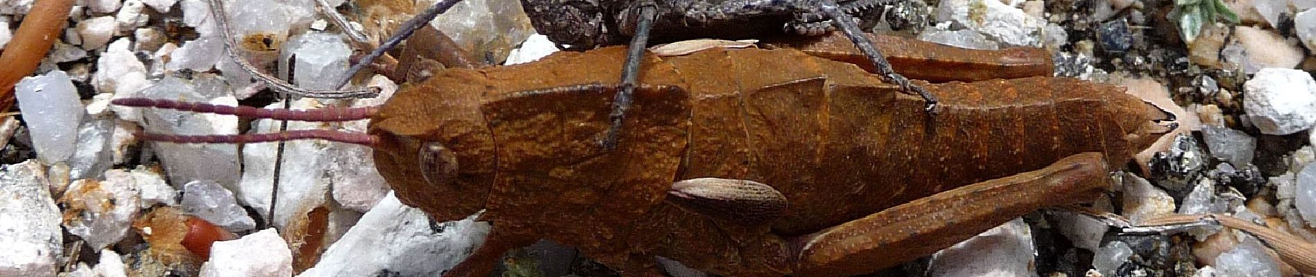 Percorso A piedi Manteigas São Pedro - Rota dos Poios Brancos - Derivação 1 - Photo