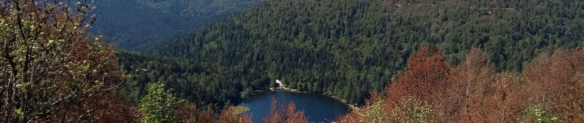 Tour Wandern Woll - 31-05-20 Rainkopf  - Photo