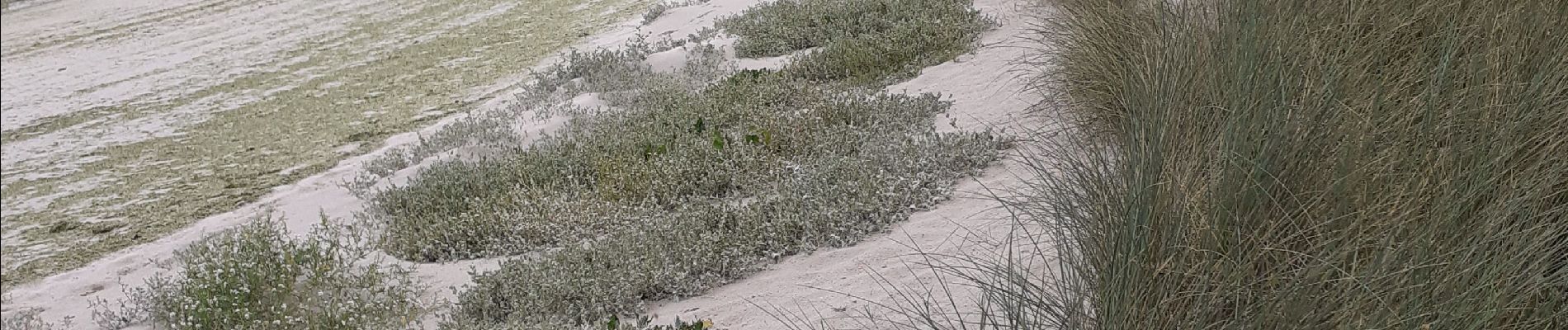 Tour Wandern Plouguerneau - lilia plouguerneau guisseny - Photo