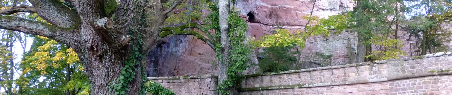 Tocht Te voet Erlenbach bei Dahn - Hans-Trapp-Tour - Photo