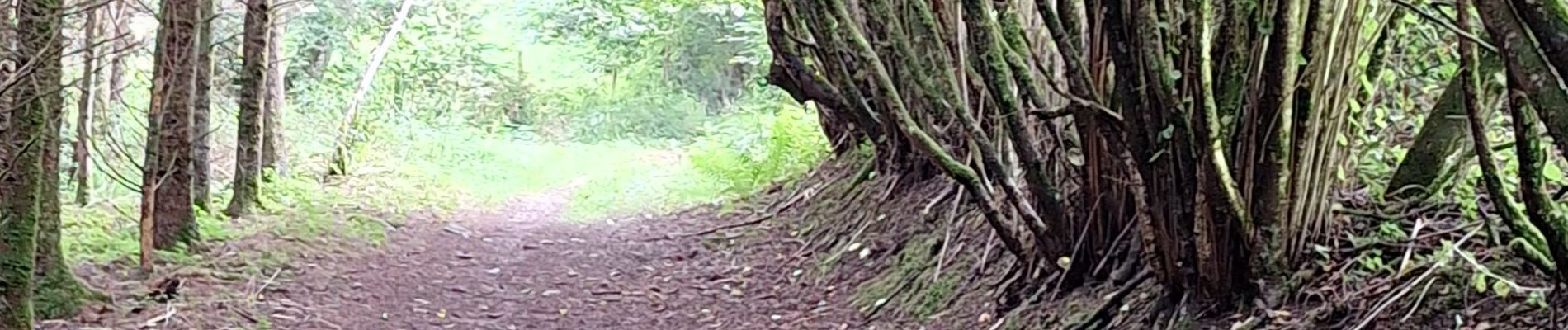 Tocht Stappen Stoumont - Rahier (La promenade du Rofthier) - Photo