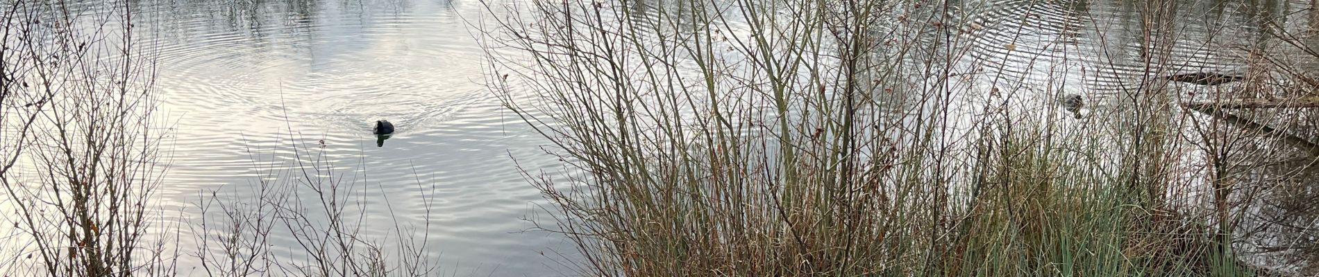 Tocht Stappen Amay - La gravière Amay A/R - Photo