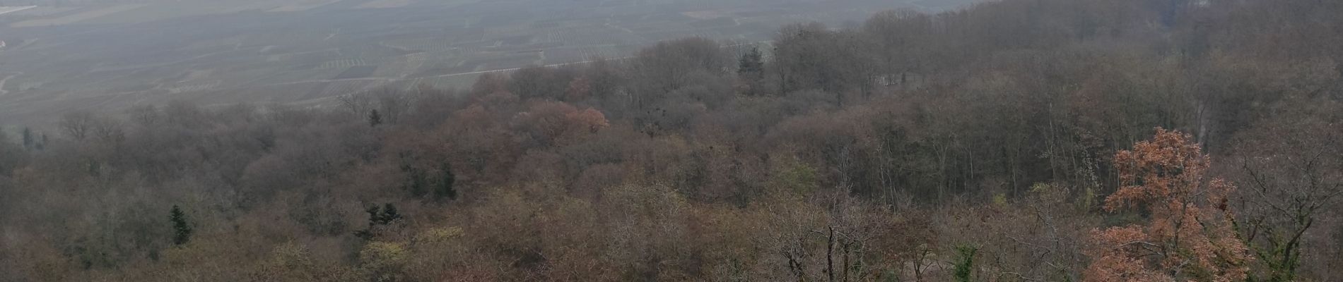 Excursión Senderismo Westhalten - N dame du Huebel Sçhauenberg - Photo