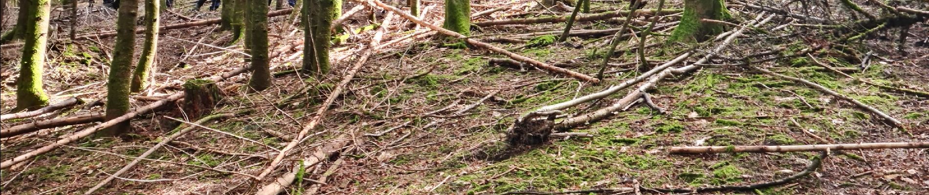 Tour Wandern Masevaux-Niederbruck - Rando CLAS du 25/04/2024 - Photo